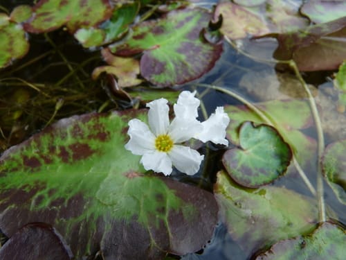 Nymphoides cristata