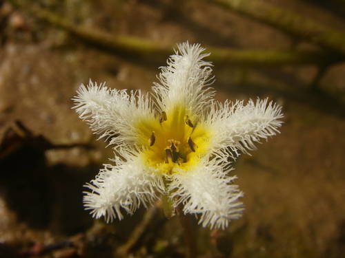 Nymphoides indica