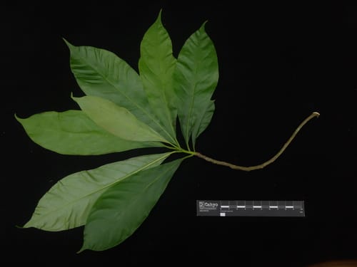 Nyssa javanica