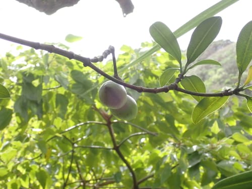 Ochrosia compta