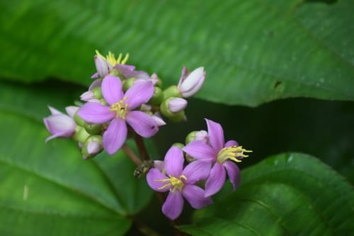 Ochthocharis dicellandroides