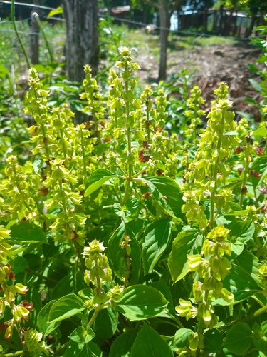 Ocimum micranthum