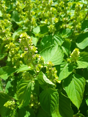 Ocimum micranthum