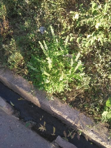 Ocimum minimum