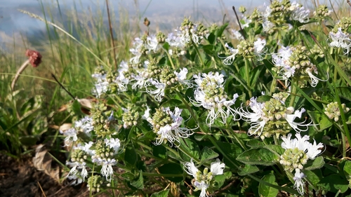 Ocimum obovatum