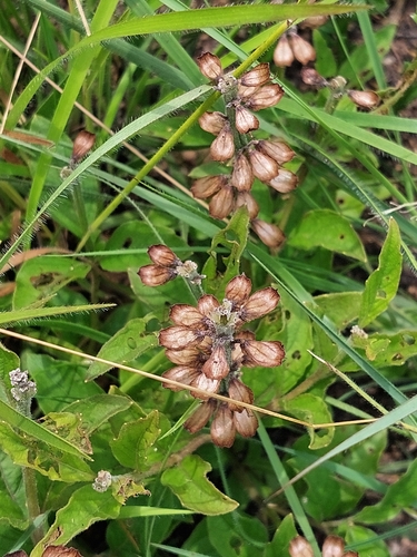Ocimum ovatum