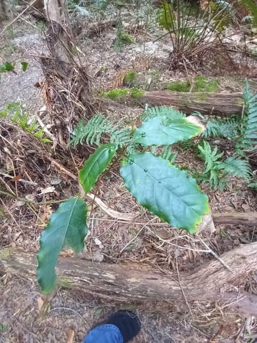 Ocotea bullata