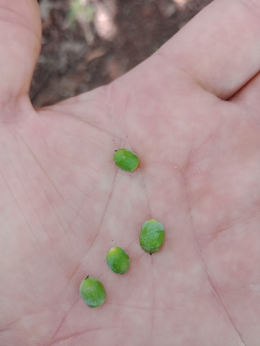 Ocotea lancifolia