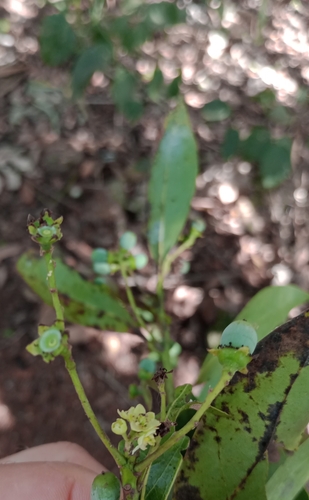 Ocotea lancifolia