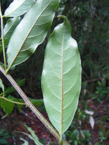 Ocotea oblonga