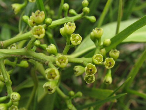 Ocotea oblonga