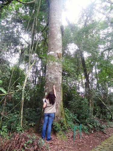 Ocotea pretiosa