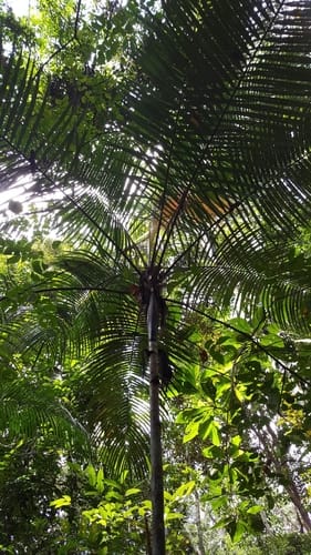 Oenocarpus minor