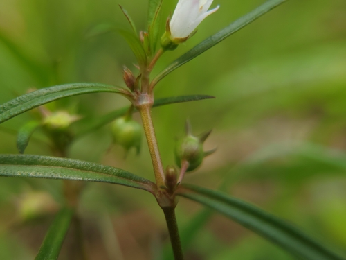 Oldenlandia diffusa