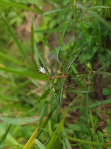 Oldenlandia diffusa