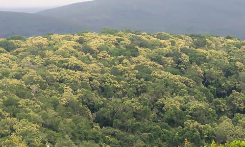 Olea capensis
