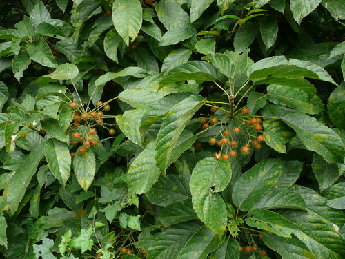 Oncoba dentata