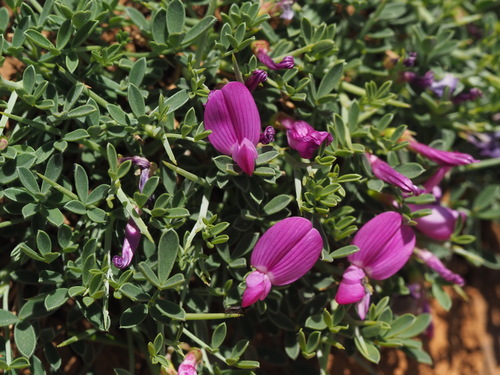 Onobrychis cornuta