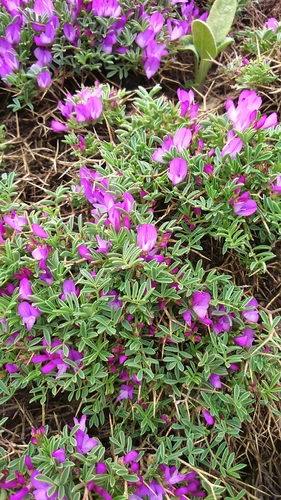 Onobrychis cornuta