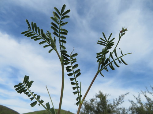 Onobrychis squarrosa