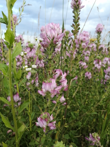 Ononis arvensis
