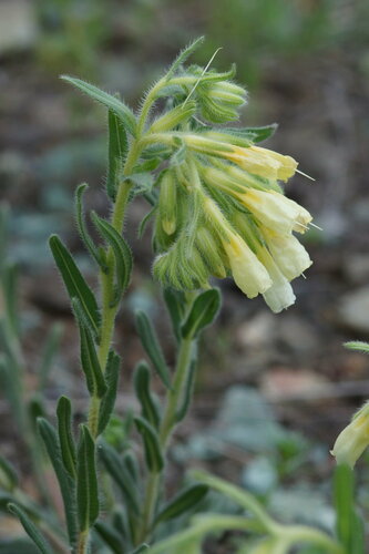 Onosma bornmuelleri