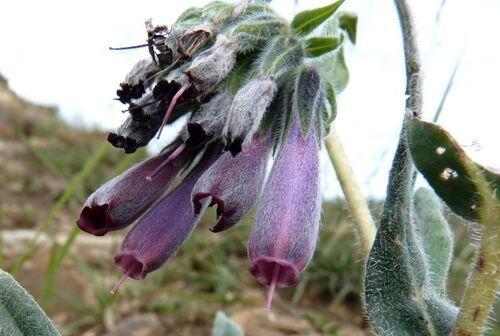 Onosma hookeri