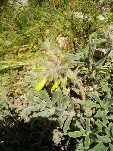 Boragniaceae