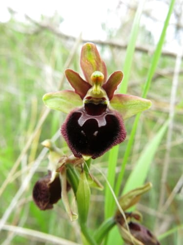 Ophrys argolica