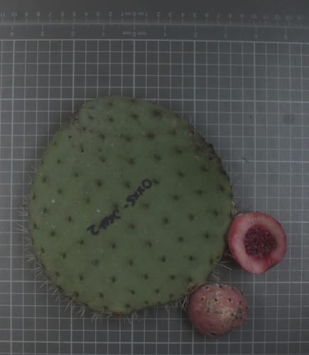 Opuntia matudae