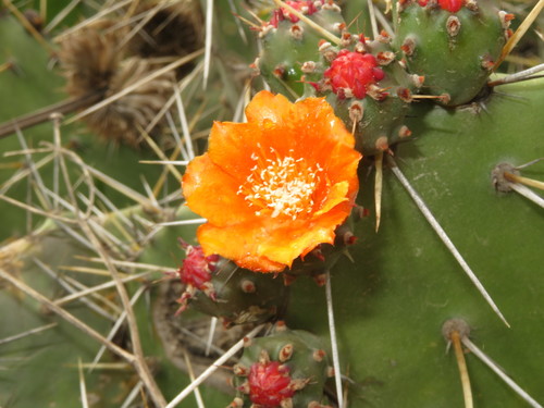 Opuntia quitensis