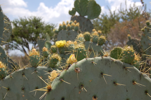 Opuntia robusta