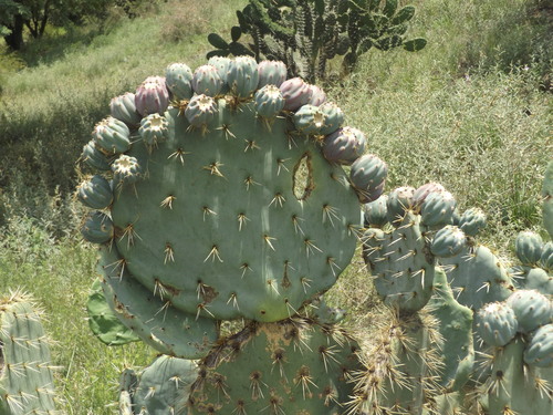 Prickly Pear