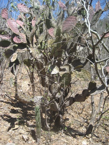 Opuntia wilcoxii