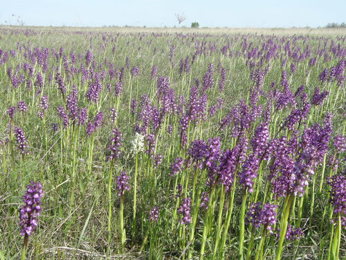 Orchis morio