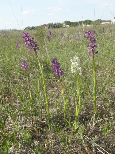Orchis morio