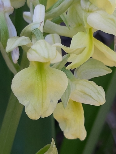 Orchis pallens