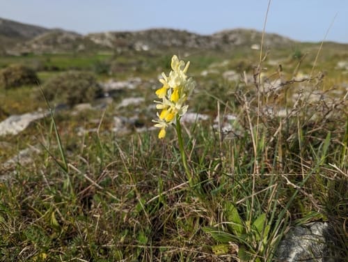 Orchis pauciflora