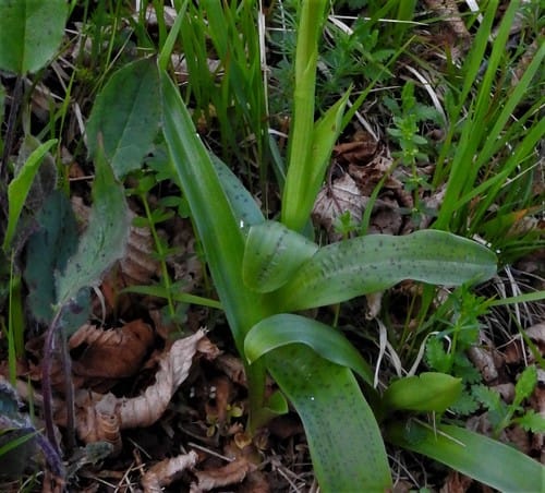 Orchis provincialis