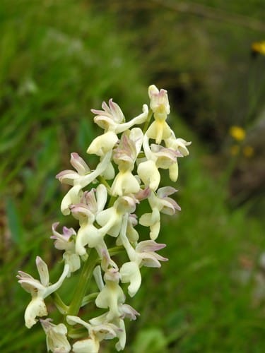 Orchis provincialis