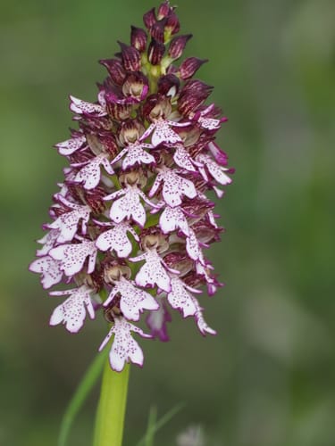 Orchis purpurea