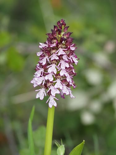 Orchis purpurea