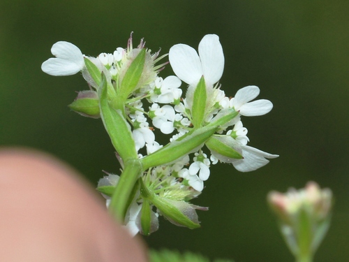 Orlaya daucoides