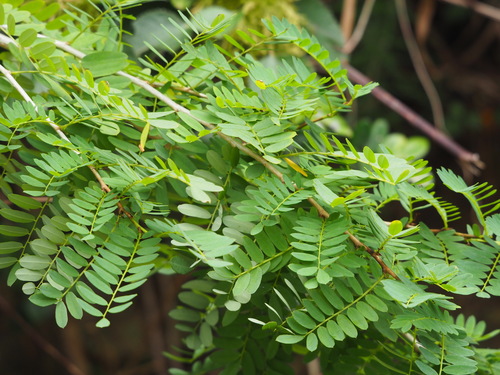 Ormocarpum cochinchinense