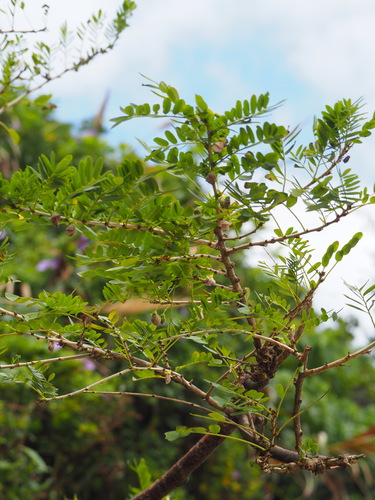 Ormocarpum cochinchinense