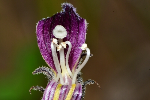 Orobanche cooperi