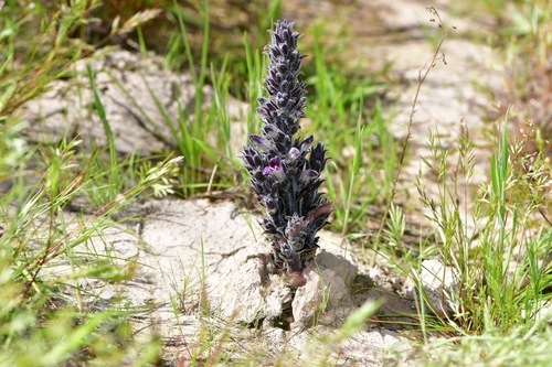 Orobanche cooperi