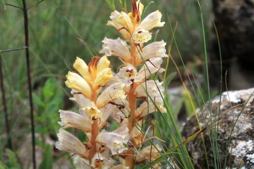 Orobanche crenata