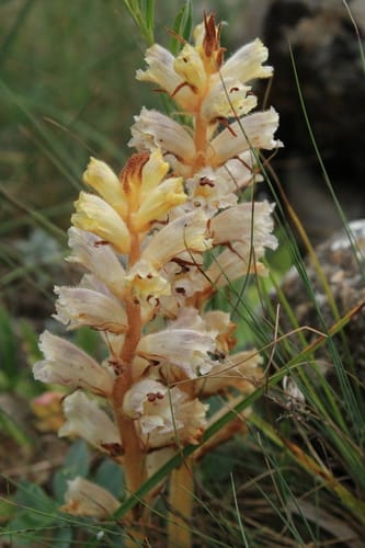 Orobanche crenata