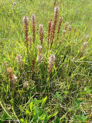 Orobanche minor